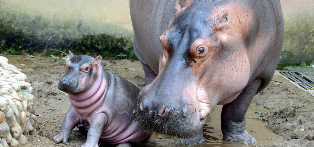 Zoológico de Sorocaba